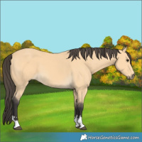 Horse Color:Buckskin