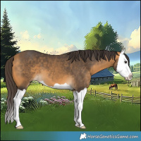 Horse Color:Buckskin Splash 