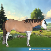 Horse Color:Bay Dun Splash 