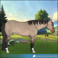 Horse Color:Bay Dun 