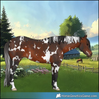 Horse Color:White Spotted Bay 