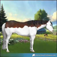 Horse Color:Bay Splash 