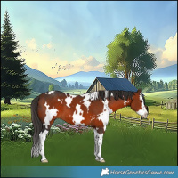 Horse Color:White Spotted Bay Splash 