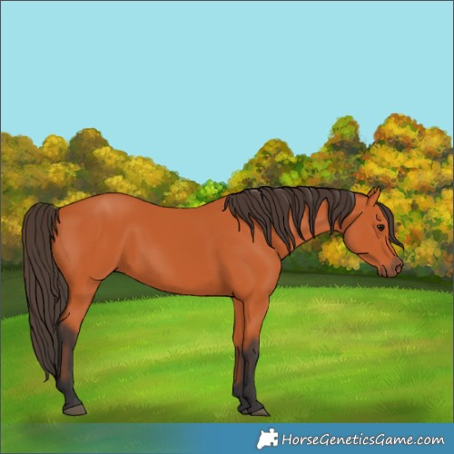 Horse Color:Bay 