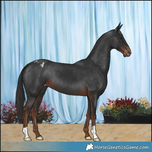 Horse Color:Liver Chestnut Appaloosa 