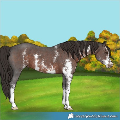 Horse Color:Liver Chestnut Sabino 