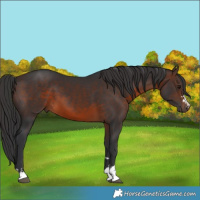 Horse Color:Brown 