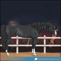 Horse Color:Black Rabicano