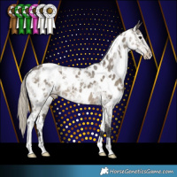 Horse Color:White Spotted Silver Smoky Grullo Ice Appaloosa