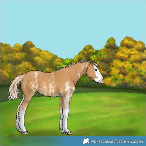 Horse Color:Palomino Sabino Splash 