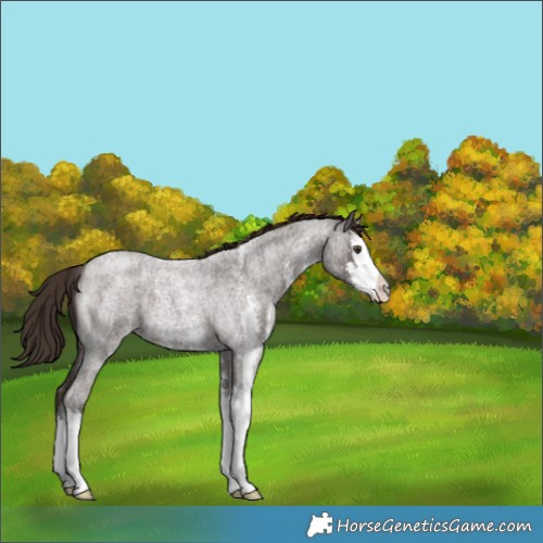 Horse Color:Liver Red Roan Sabino Splash 