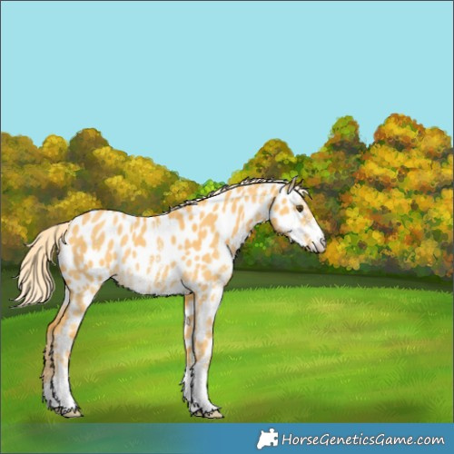 Horse Color:Palomino Dun Sabino Appaloosa Rabicano 