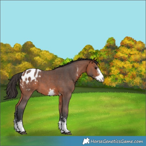 Horse Color:Bay Sabino Blanket 