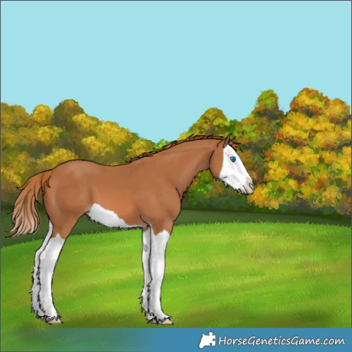 Horse Color:Chestnut Splash 