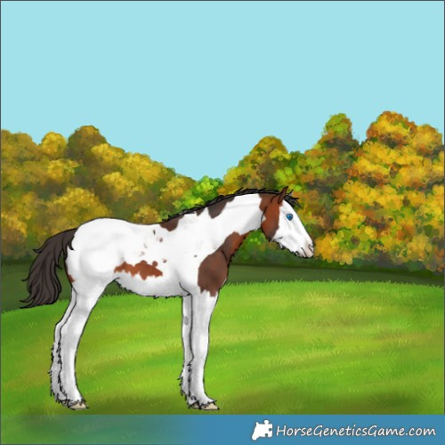 Horse Color:Bay Splash Tobiano Snowcap 