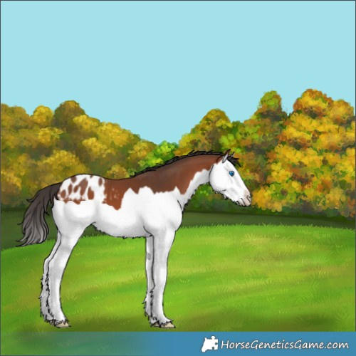 Horse Color:Bay Splash Appaloosa 