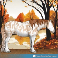 Horse Color:Red Dun Sabino Splash Near Leopard 