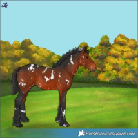 Horse Color:White Spotted Bay Rabicano 