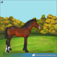 Horse Color:Brown Sabino Rabicano 