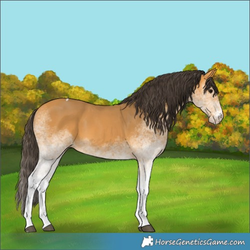 Horse Color:White Spotted Buckskin Tobiano 