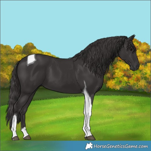 Horse Color:Smoky Black Tobiano 
