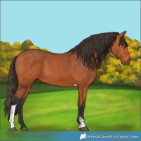 Horse Color:Bay Tobiano