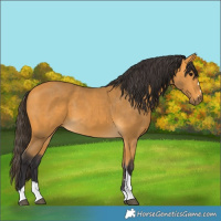 Horse Color:Buckskin Tobiano 
