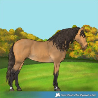 Horse Color:Buckskin