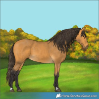 Horse Color:Buckskin