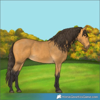 Horse Color:Buckskin 