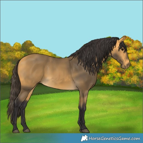 Horse Color:Buckskin 