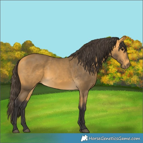 Horse Color:Buckskin 