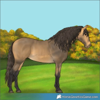 Horse Color:Buckskin 