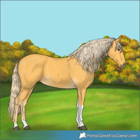 Horse Color:Palomino Tobiano 