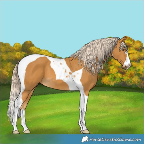 Horse Color:Palomino Tobiano 