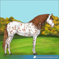 Horse Color:Chestnut Appaloosa Rabicano