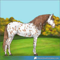 Horse Color:Chestnut Near Leopard Rabicano