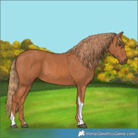 Horse Color:Chestnut Tobiano Rabicano
