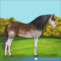 Horse Color:White Spotted Bay Rabicano 