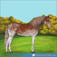 Horse Color:White Spotted Chestnut Tobiano Rabicano 