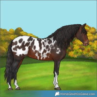 Horse Color:Brown Tobiano Near Leopard Rabicano