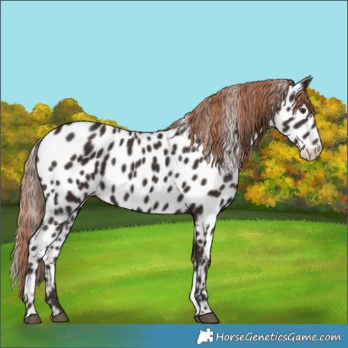 Horse Color:Liver Chestnut Appaloosa Rabicano 