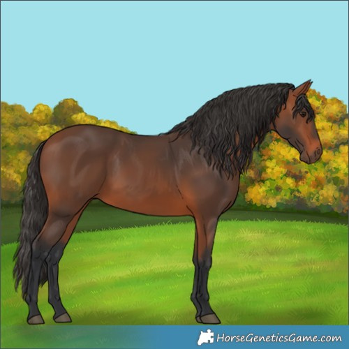 Horse Color:Bay Rabicano 
