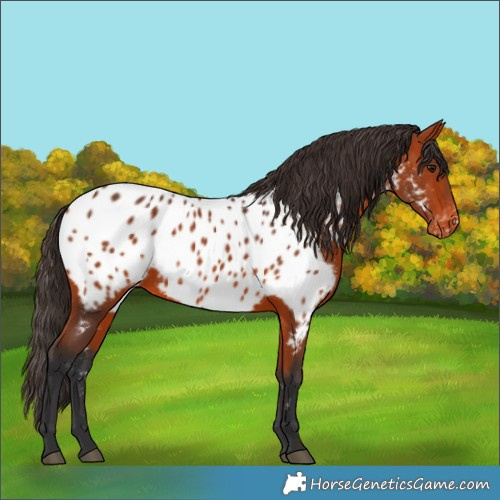 Horse Color:Bay Appaloosa Rabicano 