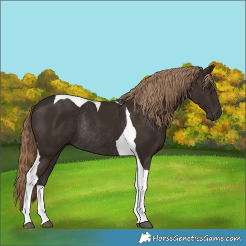 Horse Color:Liver Chestnut Tobiano Rabicano 