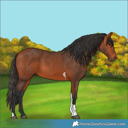 Horse Color:Bay Tobiano Rabicano 