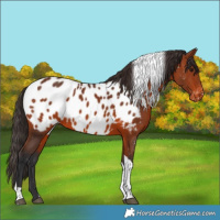 Horse Color:Bay Tobiano Appaloosa Rabicano 