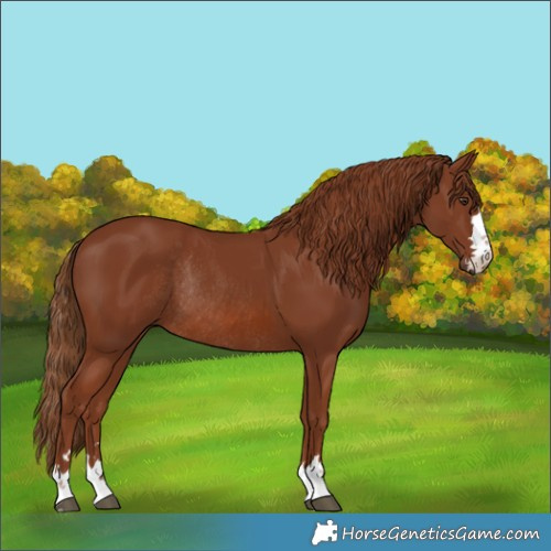 Horse Color:Chestnut Rabicano 