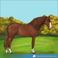Horse Color:Chestnut Rabicano