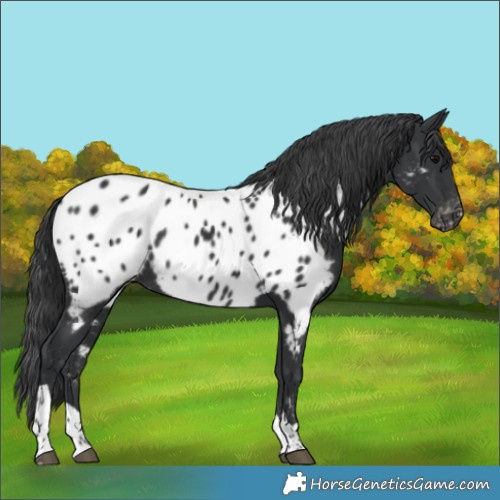 Horse Color:Black Tobiano Appaloosa Rabicano 